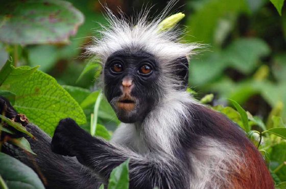 Jozani Forest & Monkey Tour