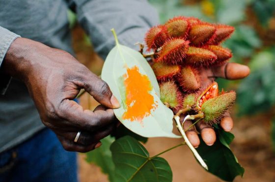 Spice Farm Walking Tours