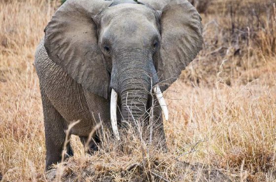 3-Days Mikumi National Park & Masai Boma