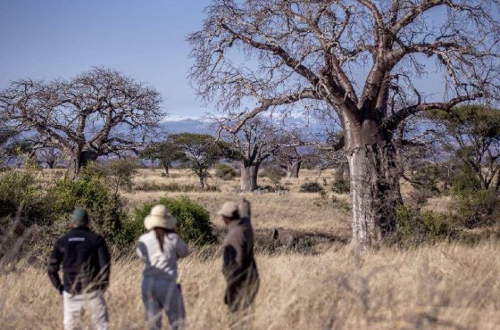 3 Days Tanzania Safari to Arusha, Lake Manyara, and Ngorongoro